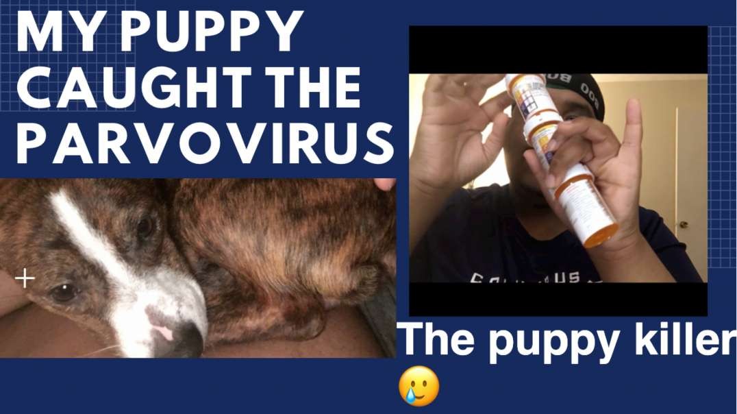 ⁣trim : my puppy caught parvovirus .. what I do now..