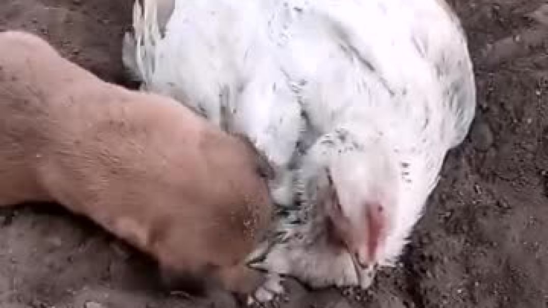 Cute moment with puppy and chick