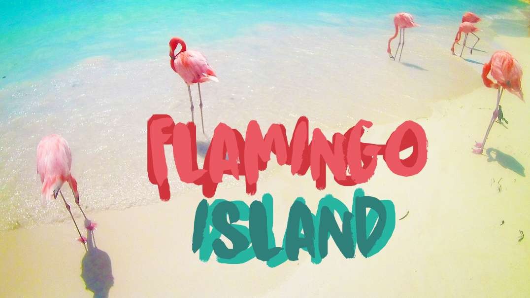 ⁣Flamingoes Go Wild in Aruba | Flamingo Island EXPLAINED!