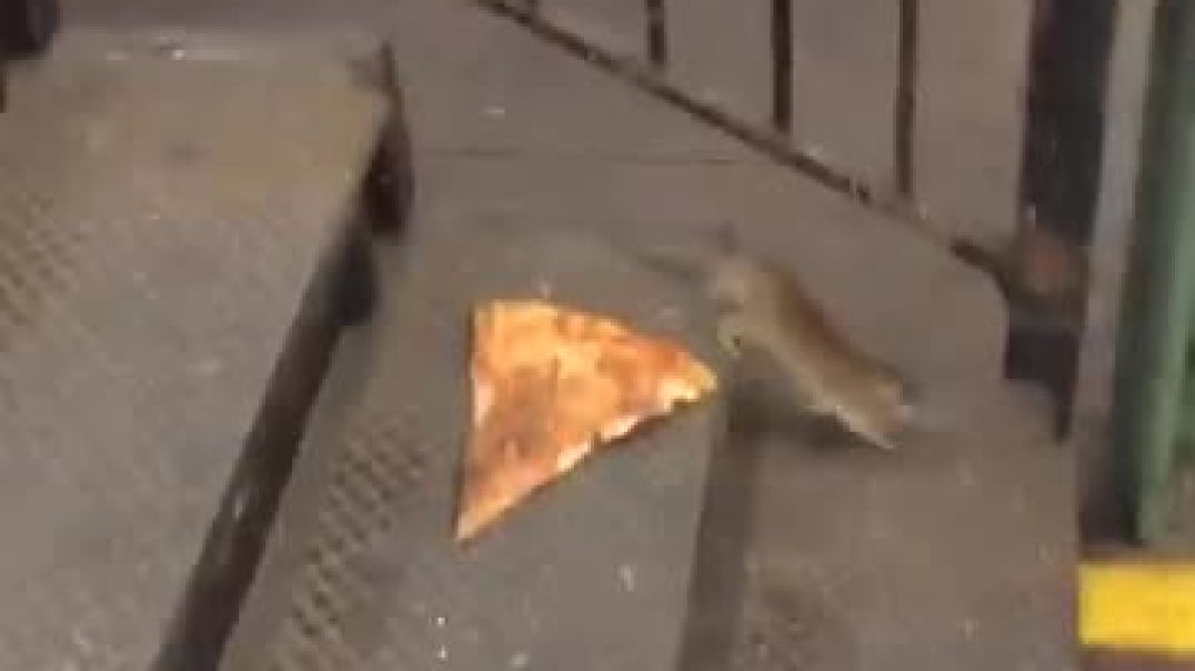 ⁣WTH is this the Teenage Mutant Ninja Turtles Watch this Nyc Rat Eating Pizza