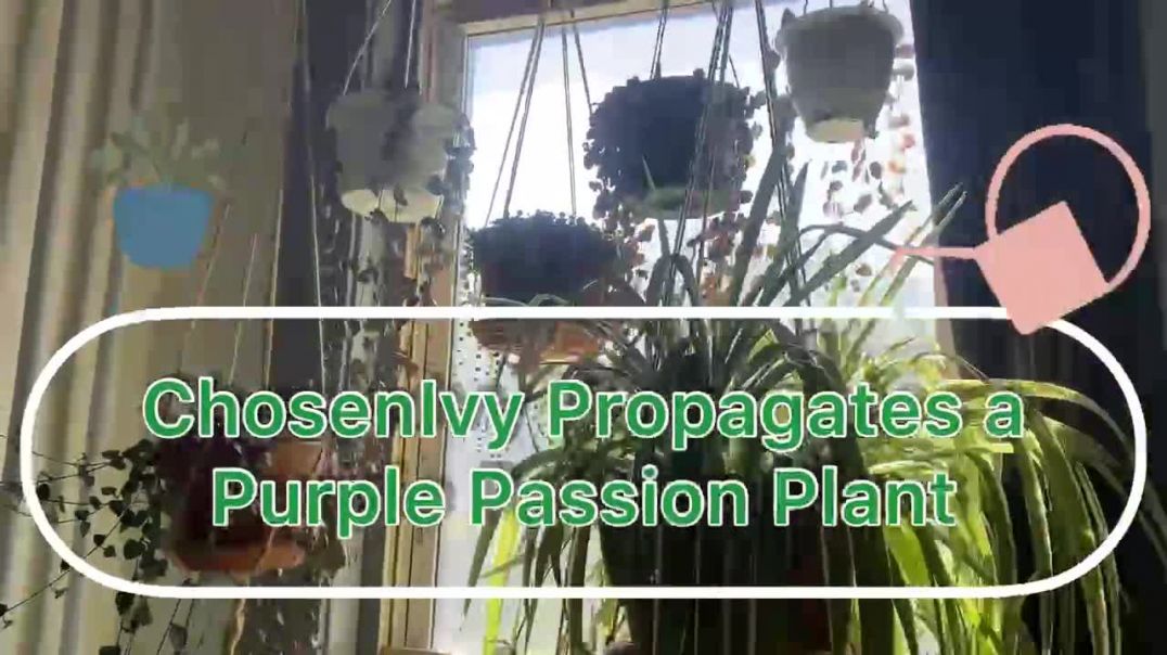 ⁣ChosenIvy Propagates a Purple Passion Plant