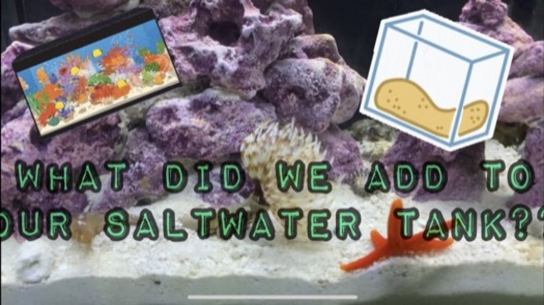⁣The AquaFamily introduces their new Saltwater Bio Cube inhabitants!
