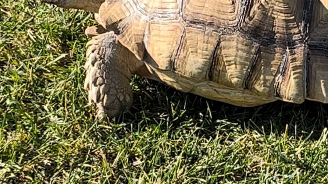⁣J Funk FOUND A 100 POUND TURTLE in the neighborhood 😱