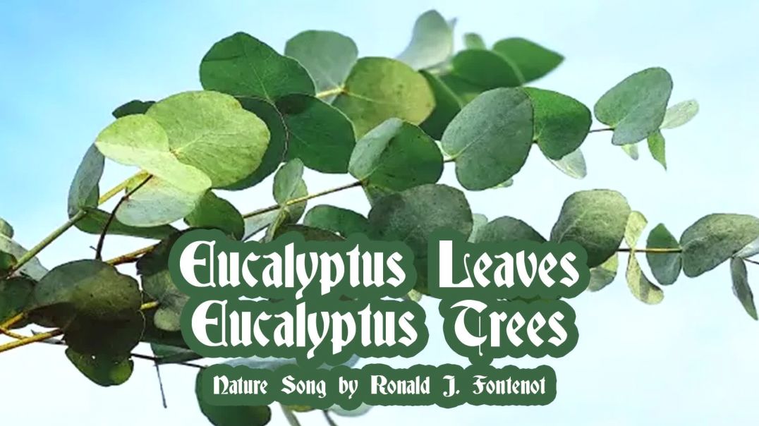 ⁣Eucalyptus Leaves Eucalyptus Trees_by Ronald J Fontenot