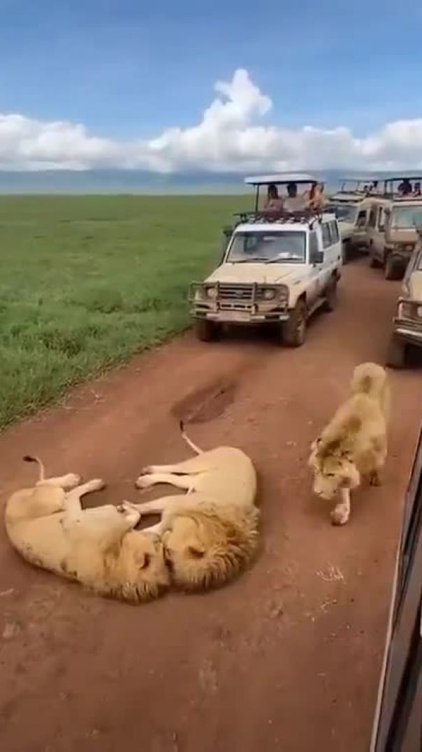 Just some Lions causing a Road Block somewhere in Africa