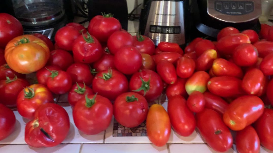 My Tomato Harvest From My Garden