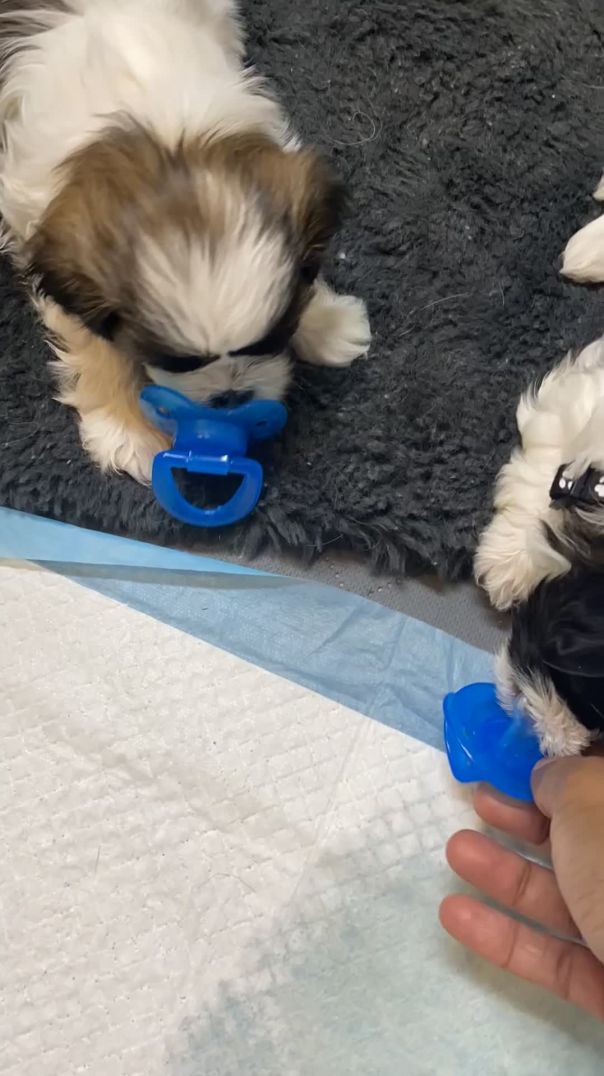 Shih Tzu and pacifiers