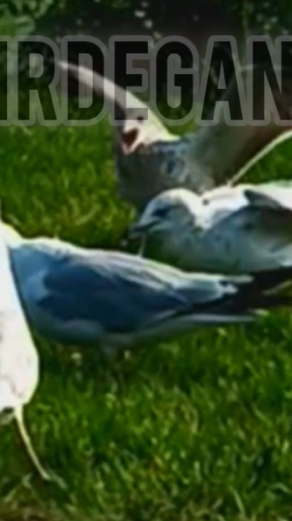 MUST SEE! Hungry Birds fight!