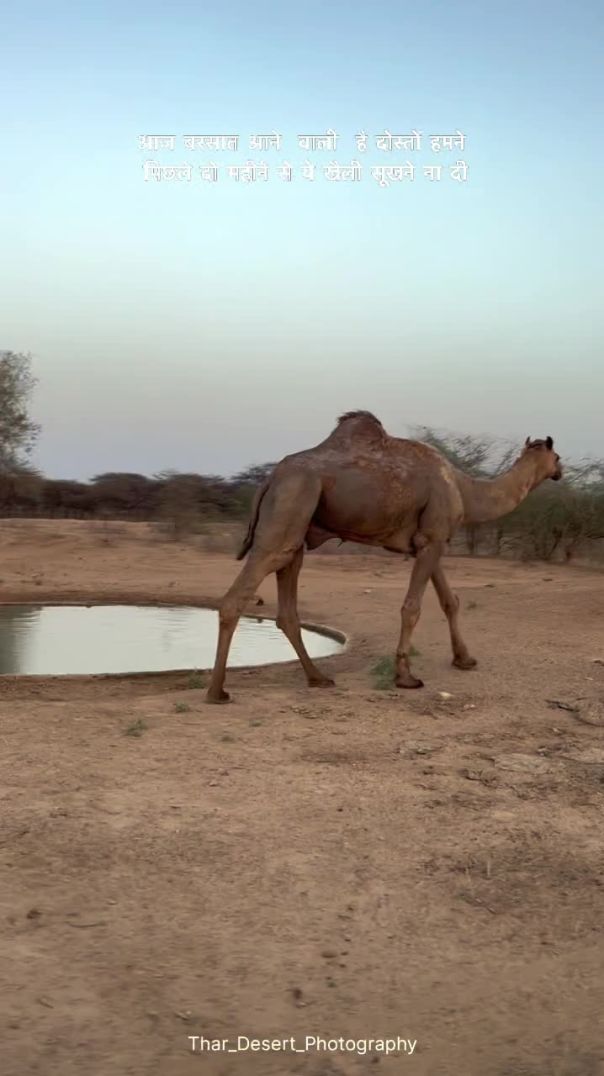 Desert life Jaisalmer Rajasthan India