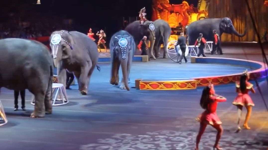 ⁣Elephant dance performance