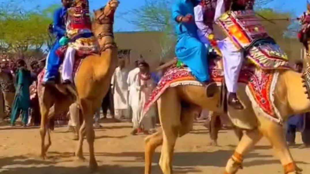 Camel safari in Jaisalmer Rajasthan India