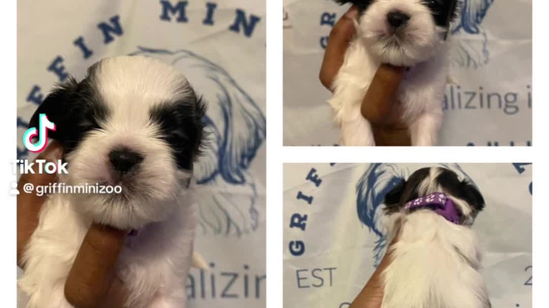 ⁣Morticia is the first to go, congratulations on your forever home.