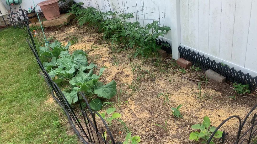 ⁣This is my Vegetable Garden, Sneak Peek