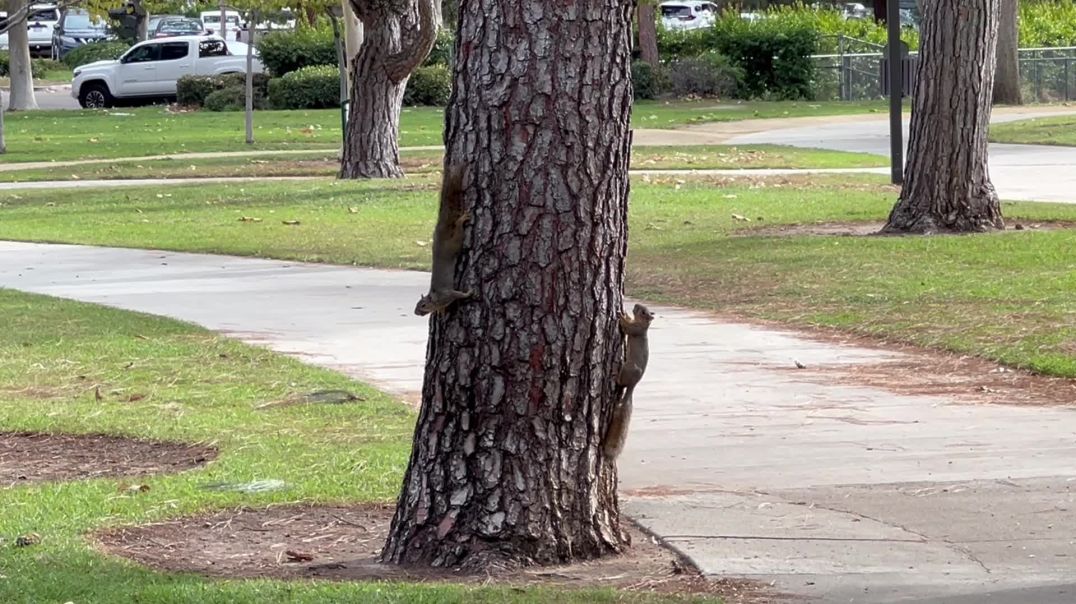 Ever seen two squirrels playing tag?