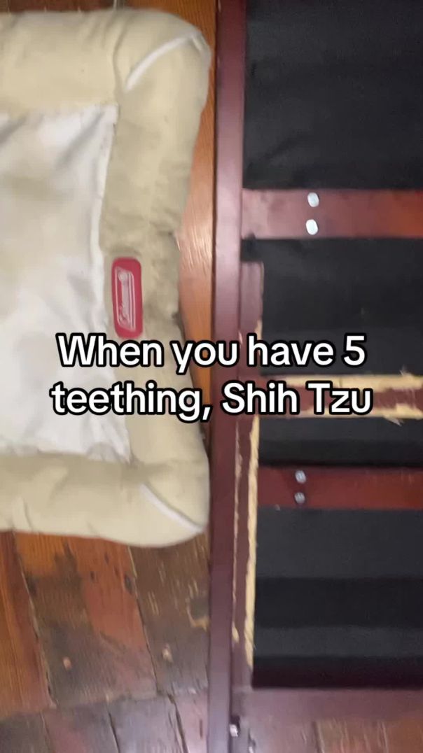 Teething Shih Tzu