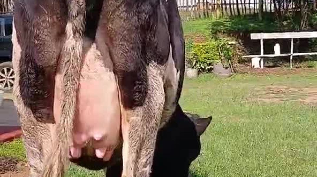 VID-20250910-WA0004