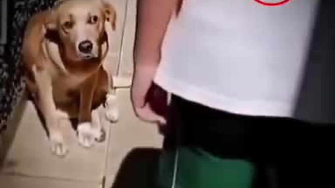 ⁣Funny dog
