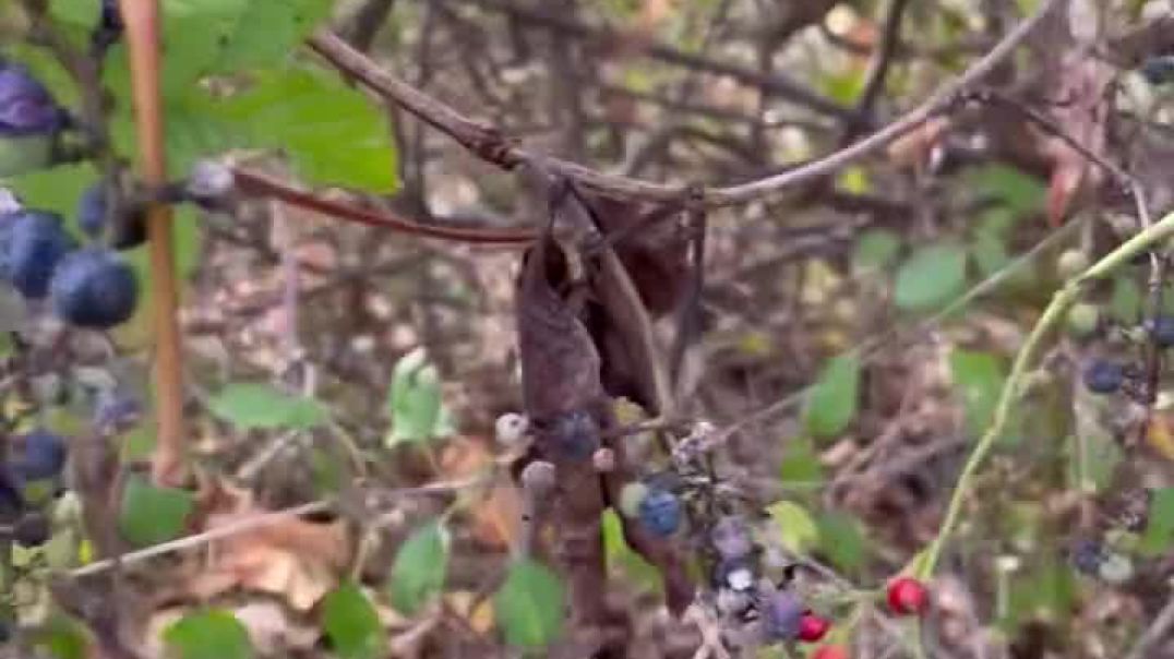 Seasons change ♻️ 🍂AbunDANCE maintains 📡 🍃💹 #highvibetribe #love