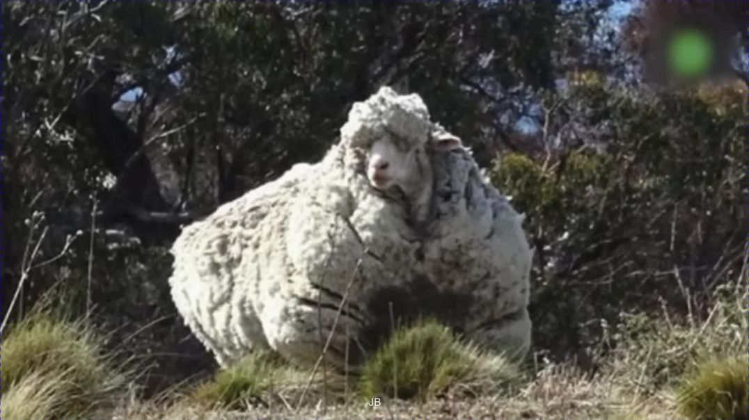 ⁣They left thousands of sheep to starve on a barren island