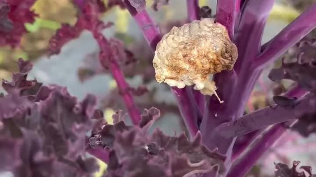 PRAYING MANTIS LARVA #highvibetribe