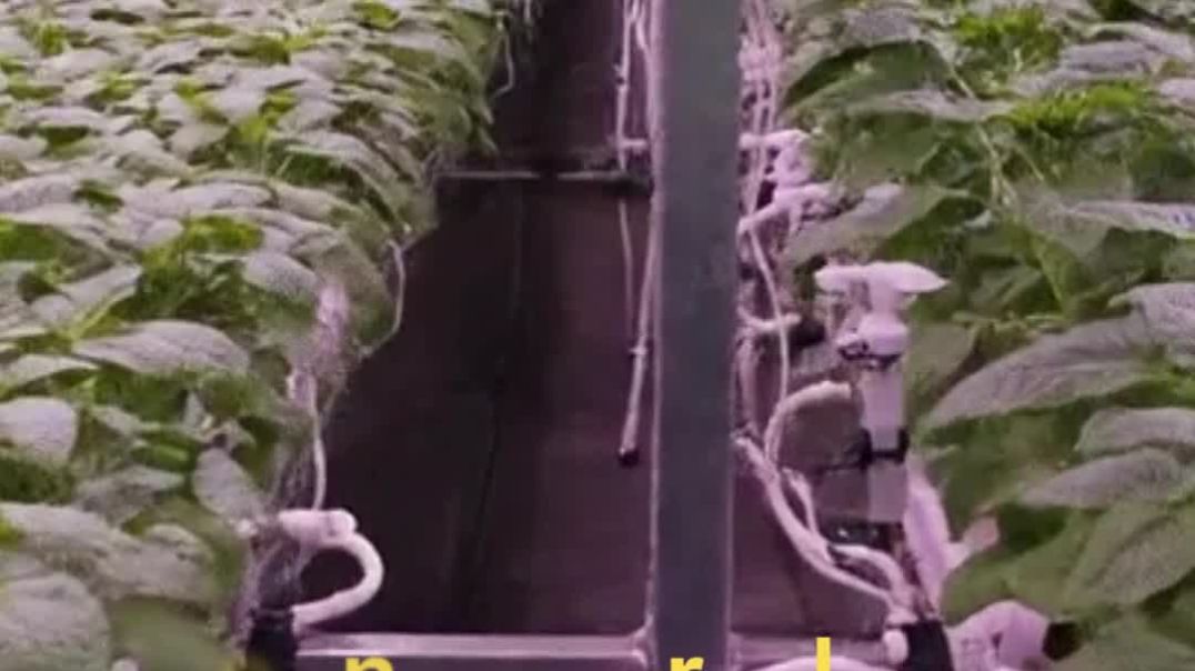 Tolerance, world at peace