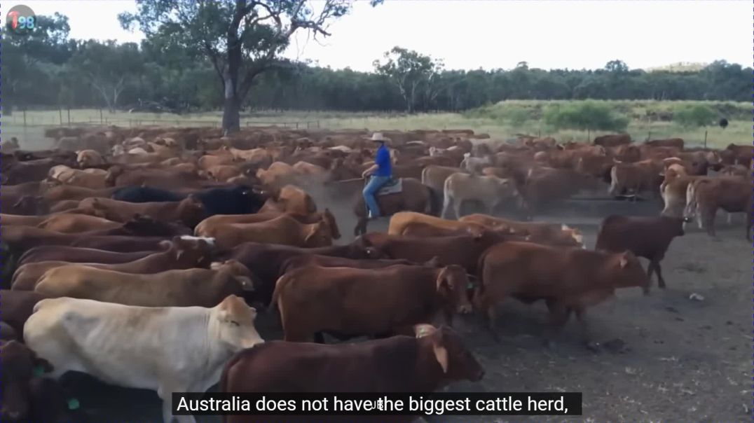 Massive Processing Scale  How Australians Process 9