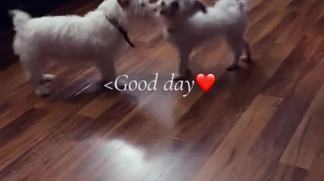 ⁣Funny Puppies