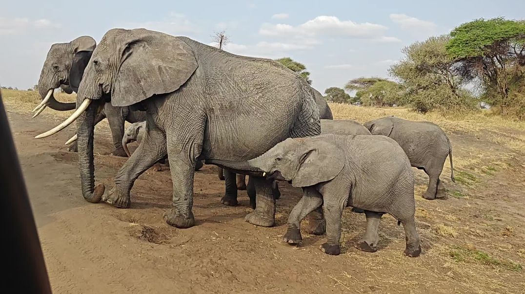⁣Elephant family in serengeti Tanzania