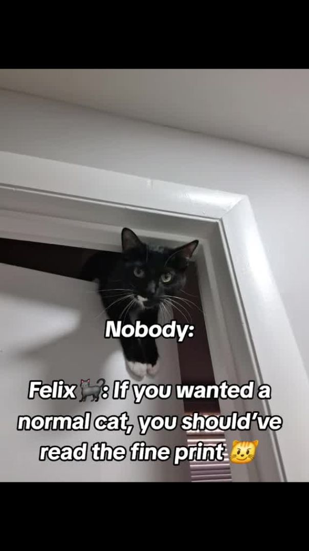 When your lil buddy is a BeBe cat