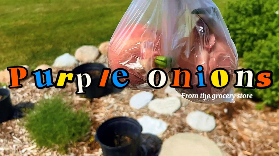 Planting Whole Onions 🪴