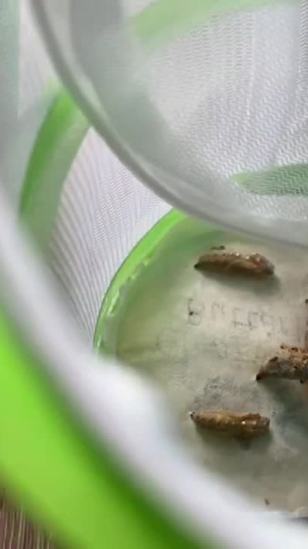 Hatching Butterflies 😆🦋