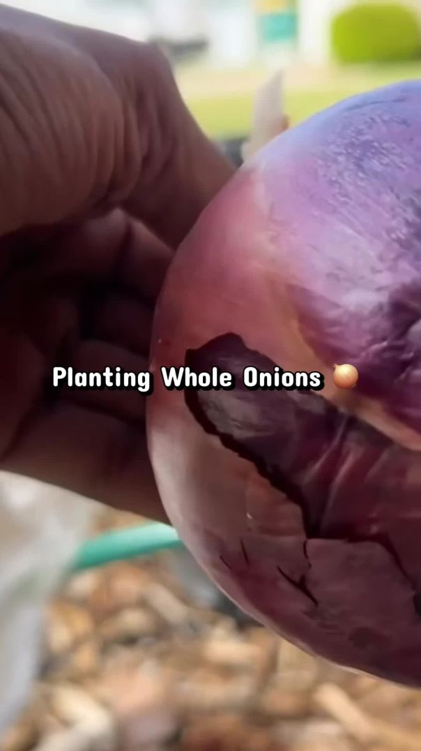 Planting Whole Onion 🧅