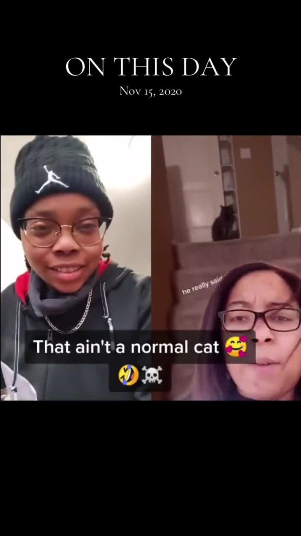 Talking cat lol