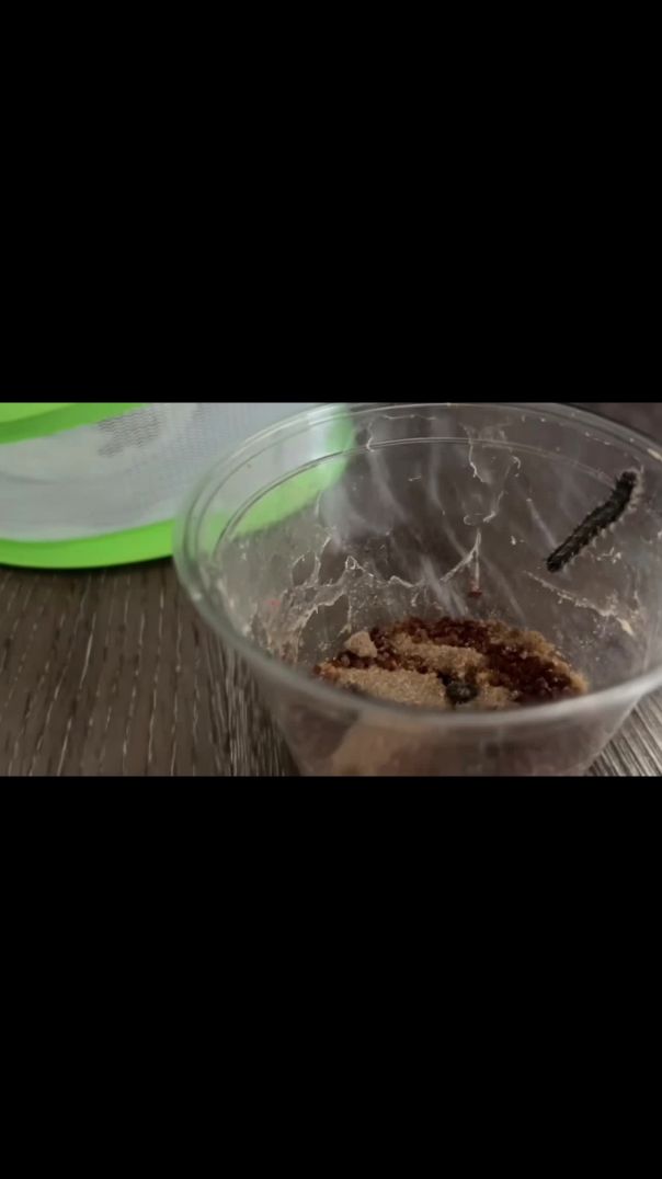 Hatching Butterflies 🦋