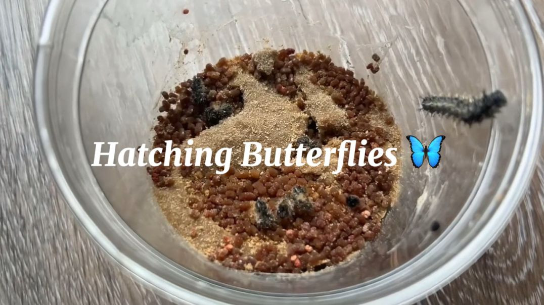 Hatch Butterflies with Me ☺️🦋