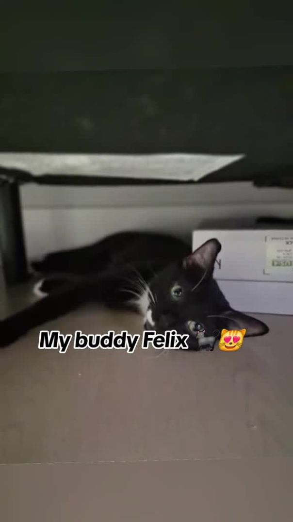 My sweet baby him soooo cute!! 🐈‍⬛️🥰