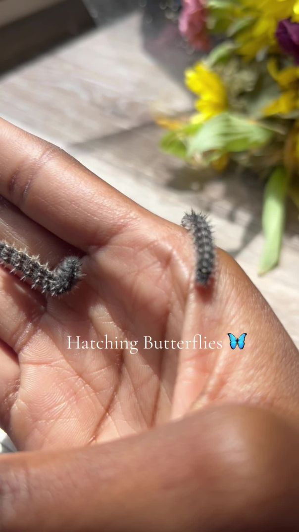 Hatching Butterflies 🦋