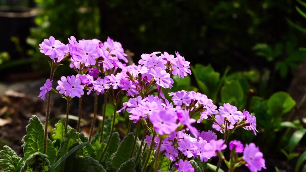 Flowers in the Wind