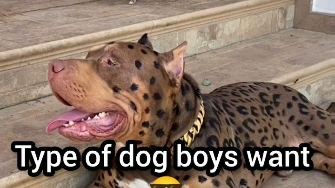 ⁣Dog 🐕 boys want vs dog girls want