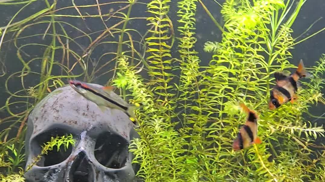 ⁣Tiger Barbs and Denison Barbs in my fish tank