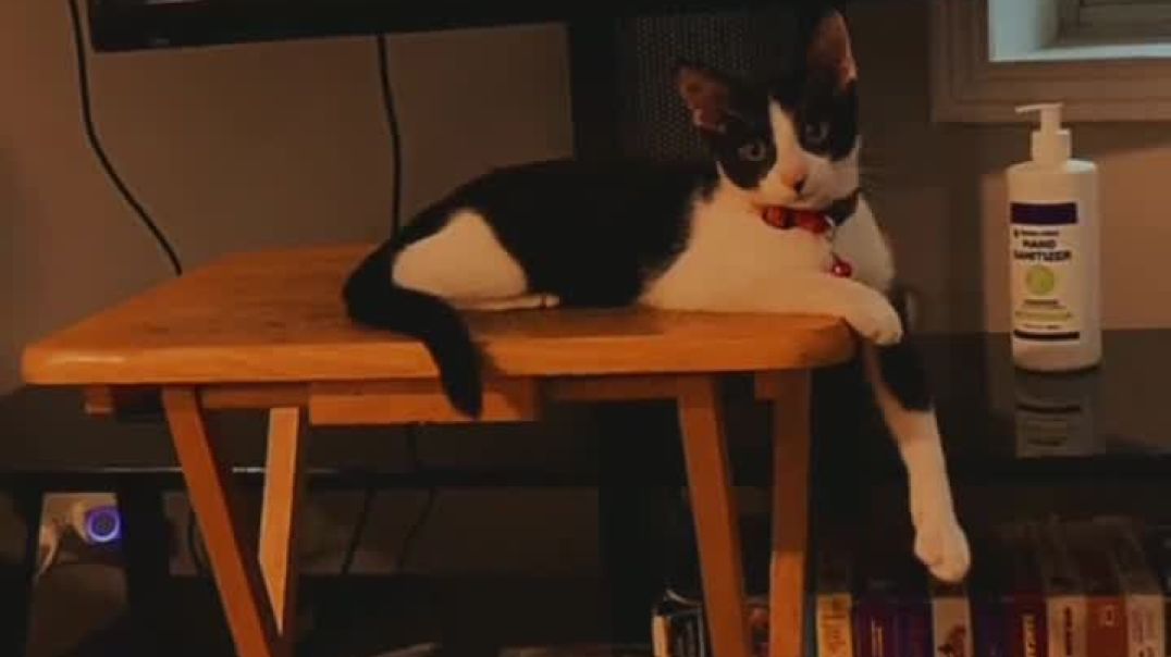 ⁣Meet My New Kitty Sir!