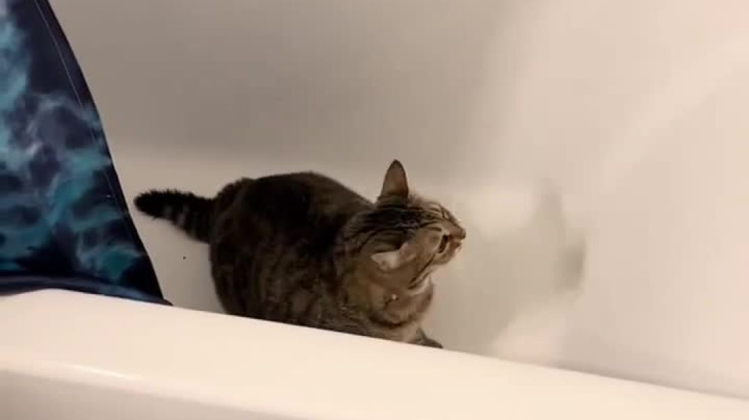 Cats get Embarrassed