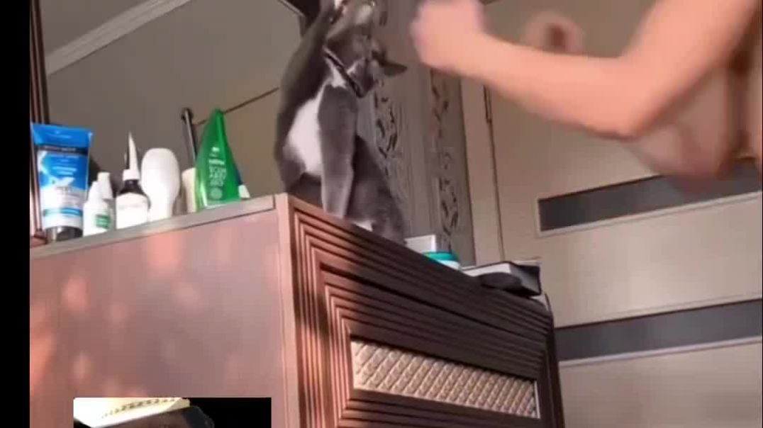 ⁣Mr Meows boxing school
