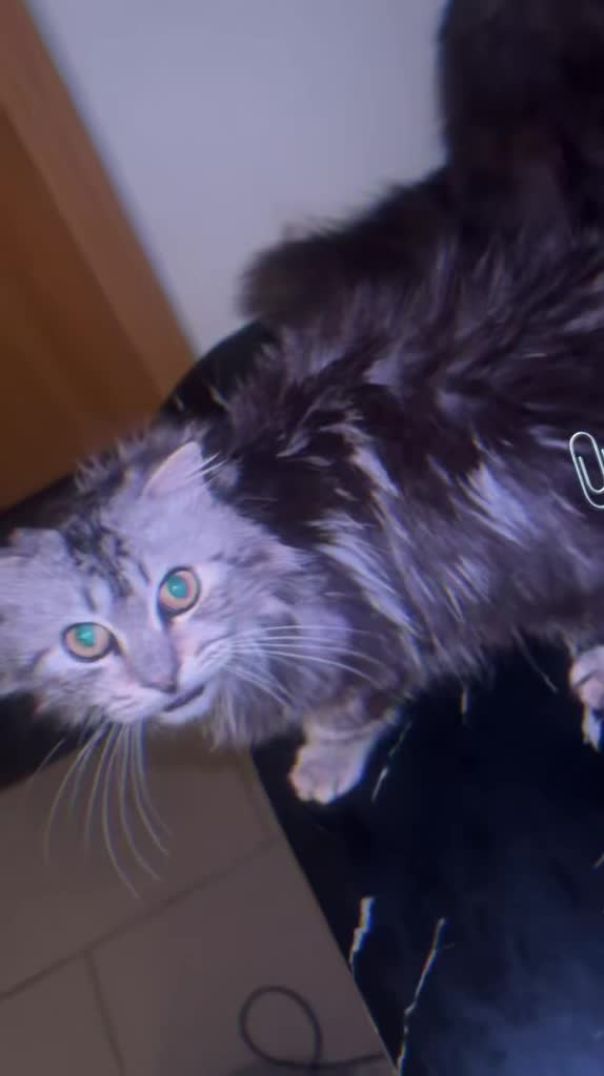 🐈🐈‍⬛