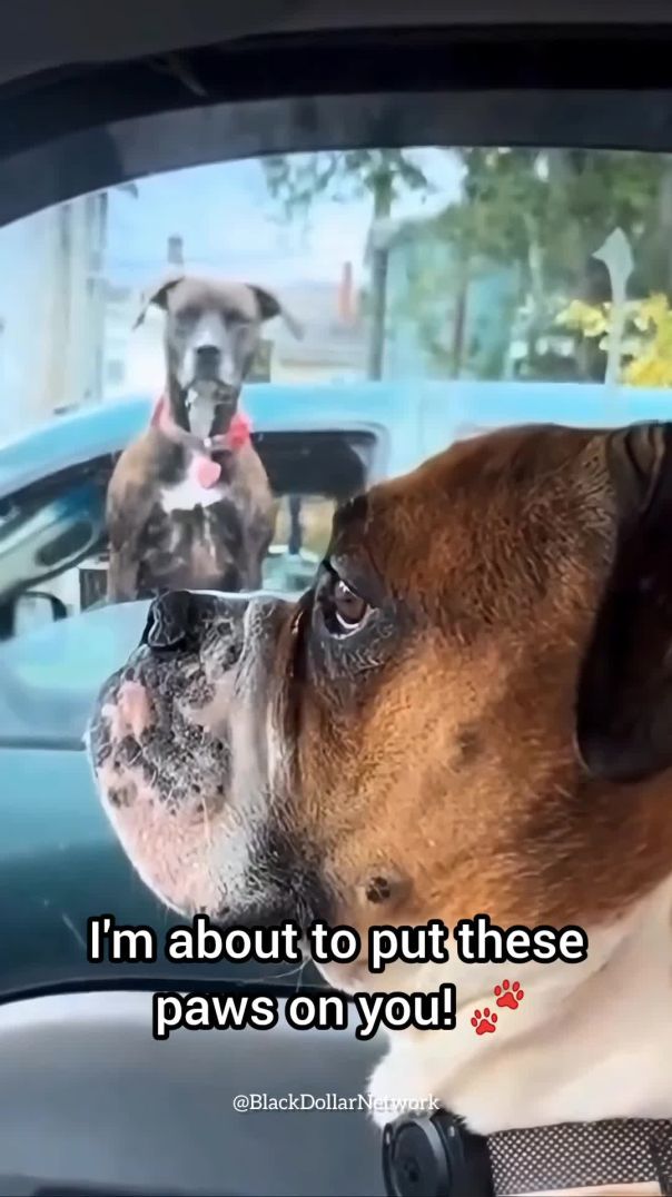 🐶🤣🙏🏾🙌🏾🖤