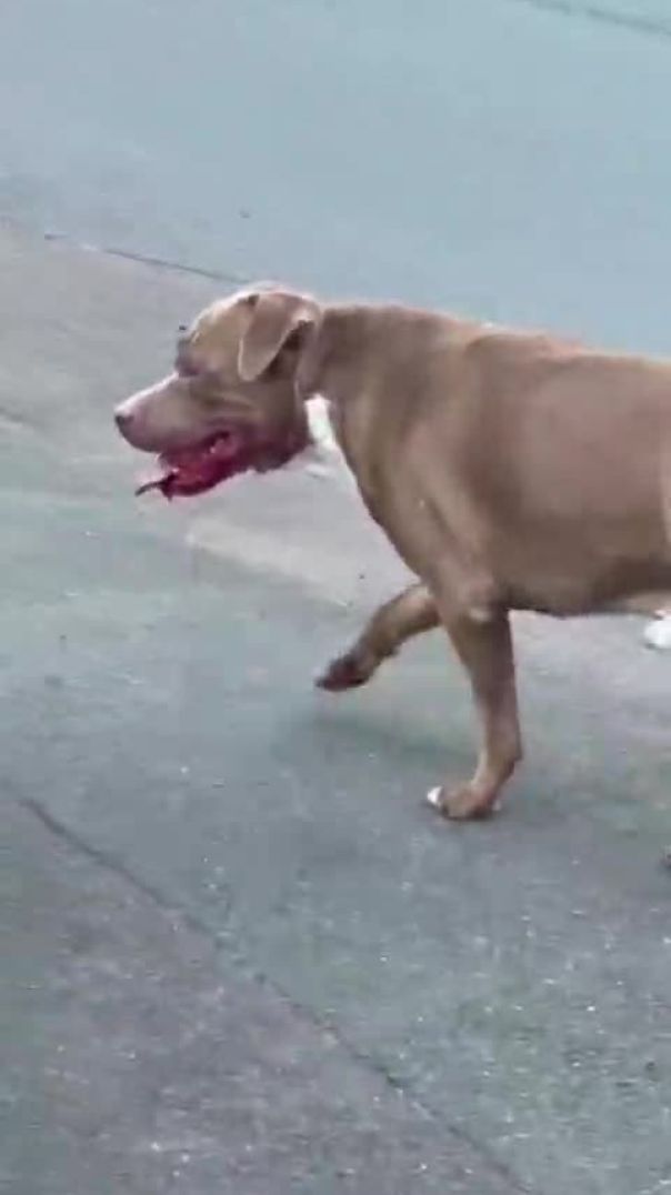 dog in bad mood