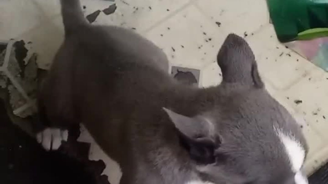 Puppies in Need of Rehoming