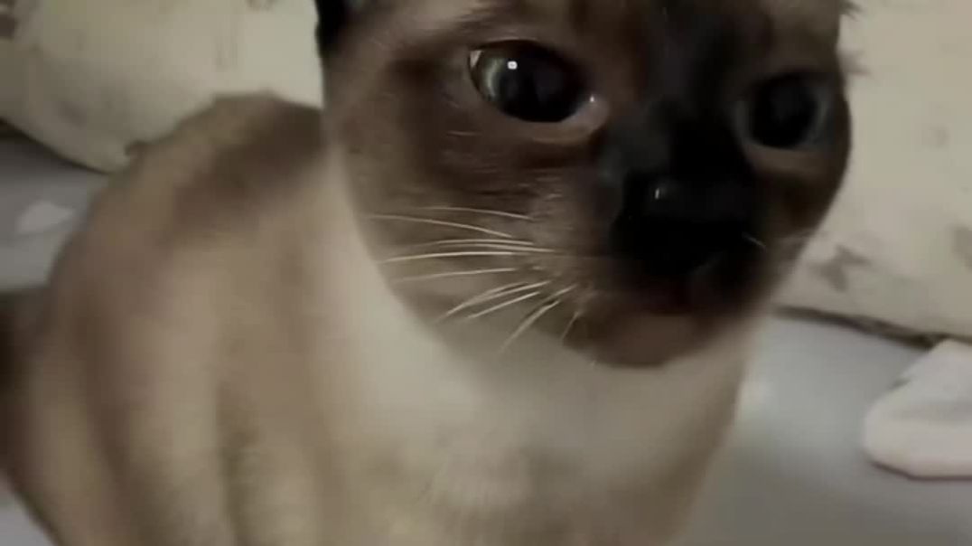 These Cats So Are Hilarious.