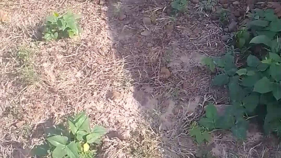 VID_20261013_081750